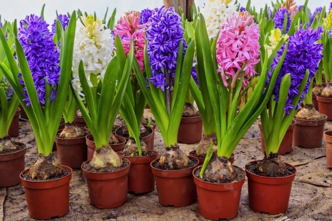 How to store hyacinth bulbs