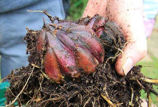 How to store lily bulbs before planting