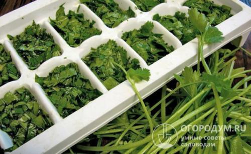 How to store parsley. Fridge and freezer storage