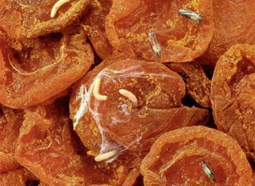 How to store dried fruits at home to avoid bugs