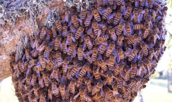 Bagaimana dan di mana sarang lebah bersarang dan hidup