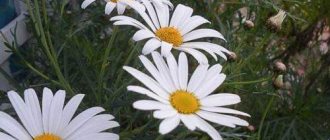 how and when to transplant chamomile