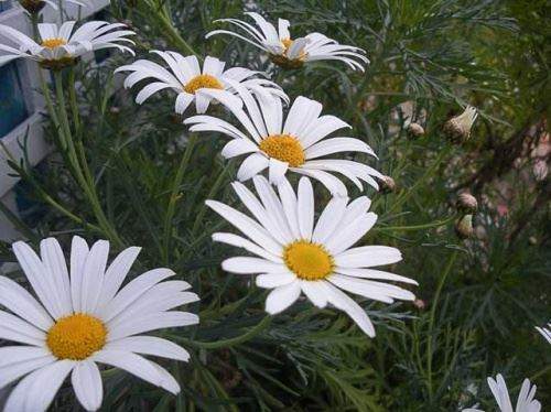 how and when to transplant chamomile
