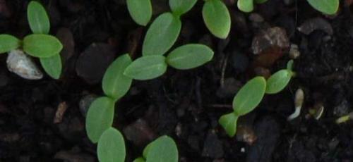 Bagaimana dan kapan menanam anak benih phlox. Cara menanam benih phlox tahunan yang baik dari biji 04