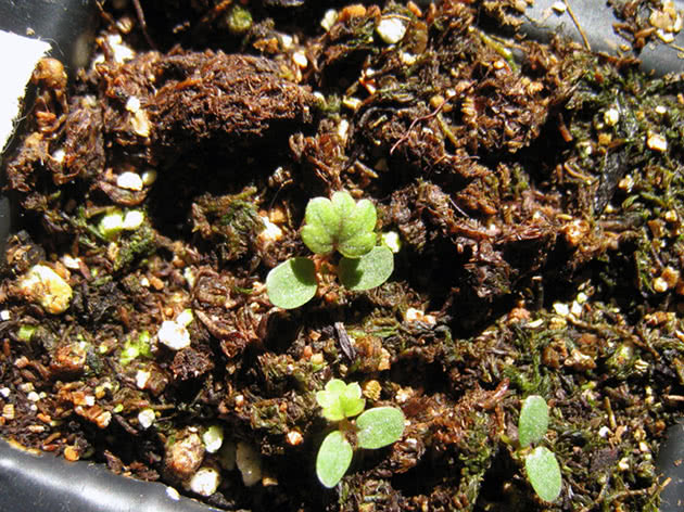 How and when to plant strawberry seeds for seedlings