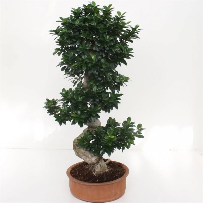 La fel ca toate ficusurile, bonsaiurile din ficus ginseng adoră îngrijirea zilnică, lumina strălucitoare și lungă și căldura. Iarna, va fi necesar să prelungiți lumina zilei cu 4-6 ore