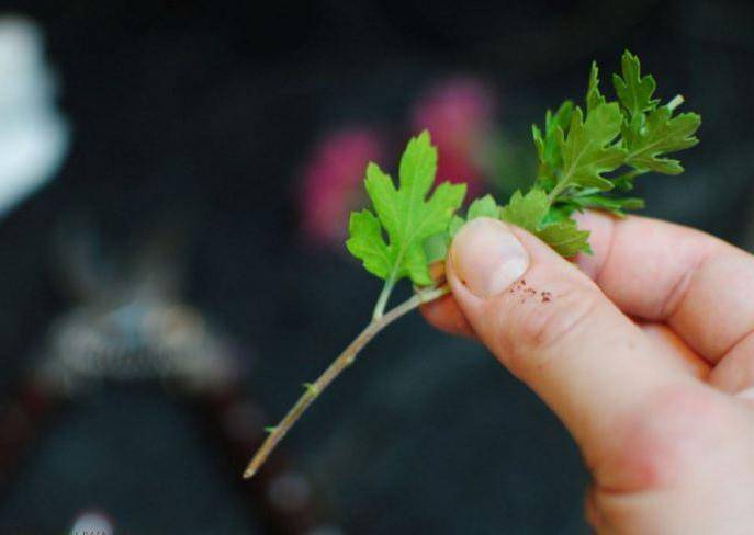 hur man odlar krysantemum från en bukett krysantemum