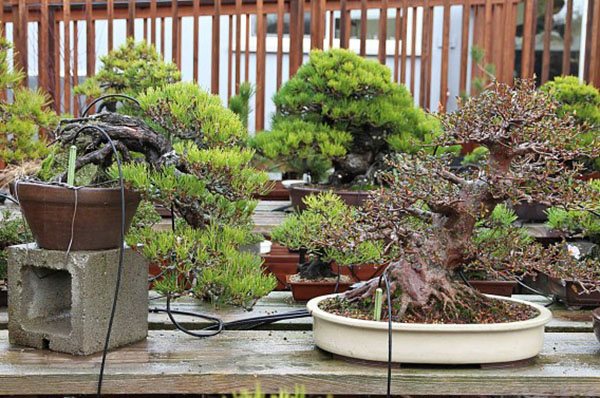 Bagaimana menanam bonsai dari biji di rumah dari biji?