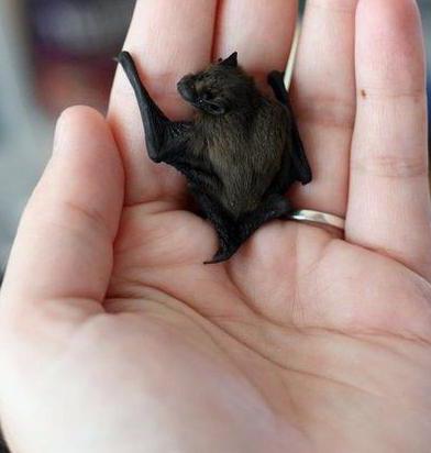 how to get rid of bats living under a roof