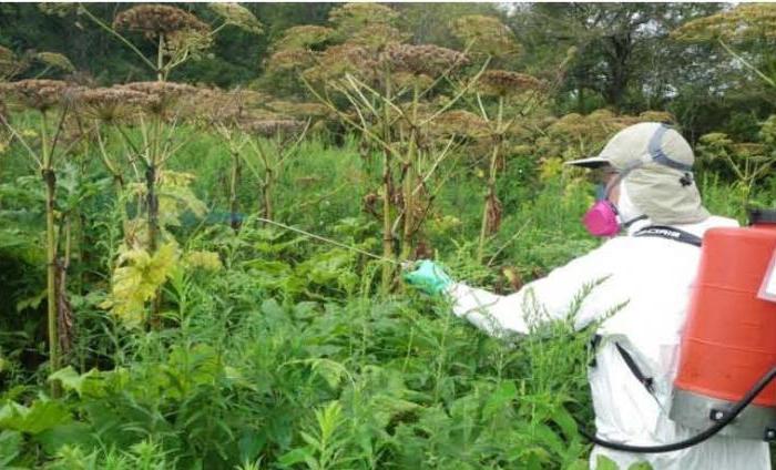 how to get rid of hogweed in the country