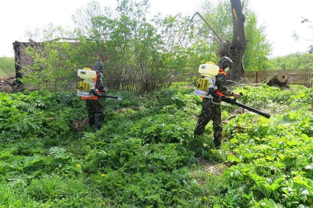 How to get rid of hogweed forever: effective ways to control weeds in the country
