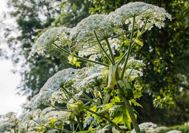 How to get rid of hogweed forever: effective ways to control weeds in the country
