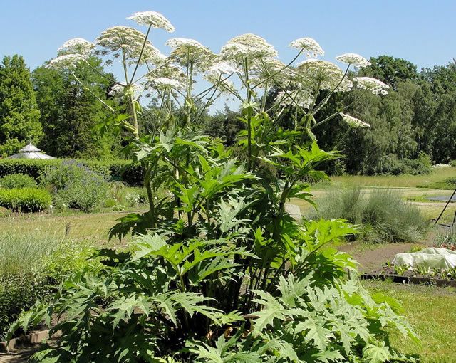 How to get rid of a hogweed