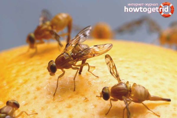 Как да се отървем от плодовите мухи в апартамент: само доказани методи