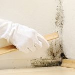Jak se zbavit hub na stěnách: lidové léky a chemikálie