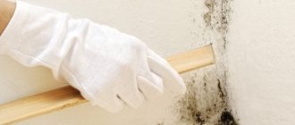 How to get rid of fungus on the walls: folk remedies and chemicals