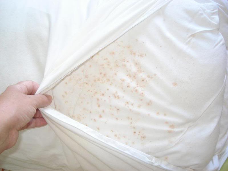 How to get rid of mites in pillows