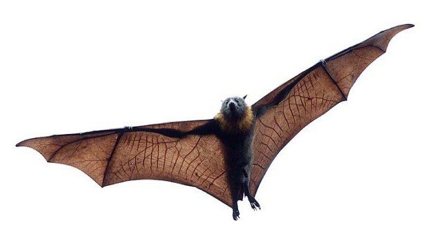 كيفية التخلص من الخفافيش في العلية