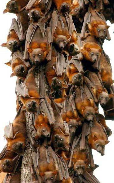 how to get rid of bats under a roof