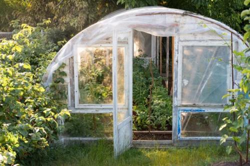 Paano mapupuksa ang lumot sa isang greenhouse