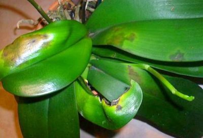 Hur man kan bli av med myggor i orkidéer