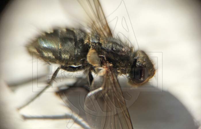 Как да се отървете от мухи в селска къща - снимка на муха