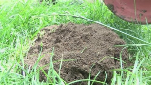 Hur man kan bli av med myror i trädgården