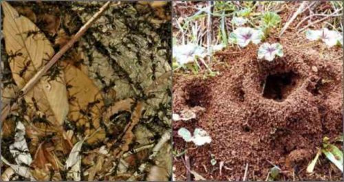 Hur man kan bli av med myror i trädgården