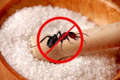 Cara menghilangkan semut di kebun