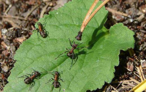 Wie man Ameisen im Garten loswird