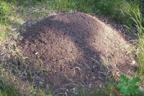 Jak se zbavit mravenců na zahradě