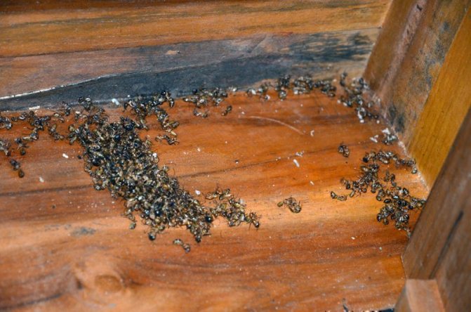 Hur man kan bli av med myror i badet