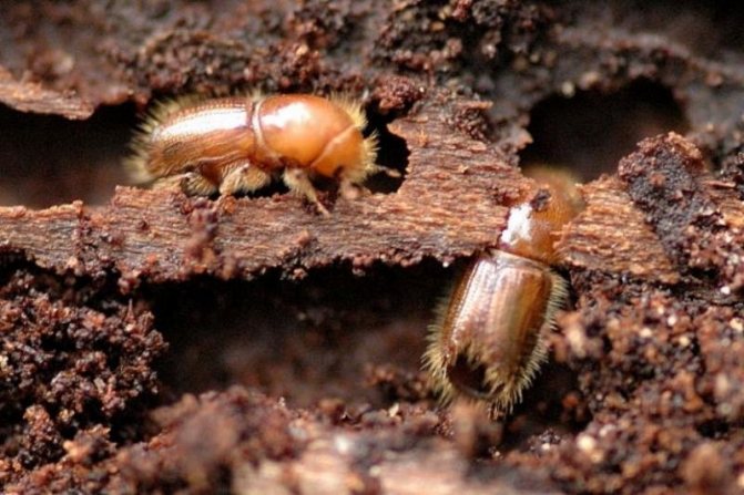 Как да се отървете от мравките във ваната