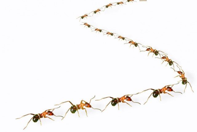 Wie Sie Ameisen in einem Haus und einer Wohnung loswerden, entfernen Sie Hausameisen für immer auf eigene Faust und mit wirksamen Mitteln