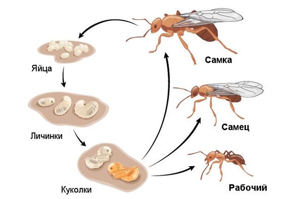 Cum să scapi de furnici într-o casă și un apartament, îndepărtează definitiv furnicile domestice pe cont propriu, eficient