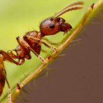 как да се отървете от мравките в къщата и в градината
