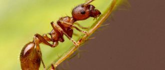 comment se débarrasser des fourmis dans la maison et dans le jardin