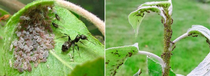 Hur man kan bli av med myror i ett växthus på egen hand och för alltid