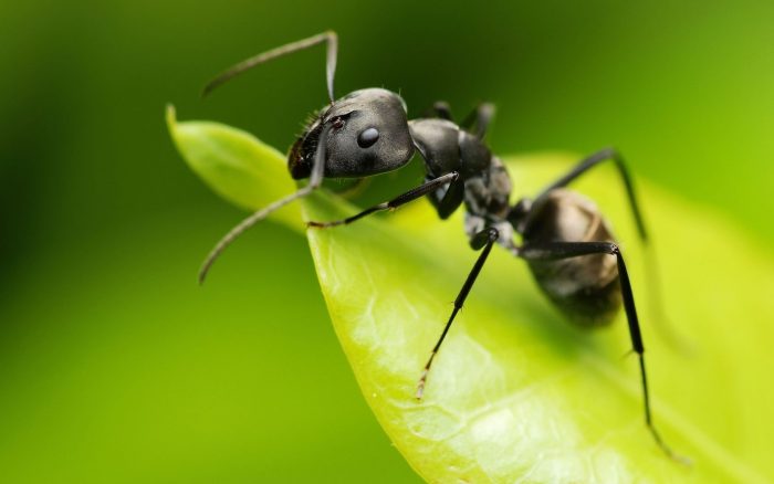 Cara menyingkirkan semut di rumah hijau: berjaya melawan penceroboh kecil