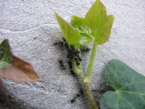 Paano mapupuksa ang mga ants