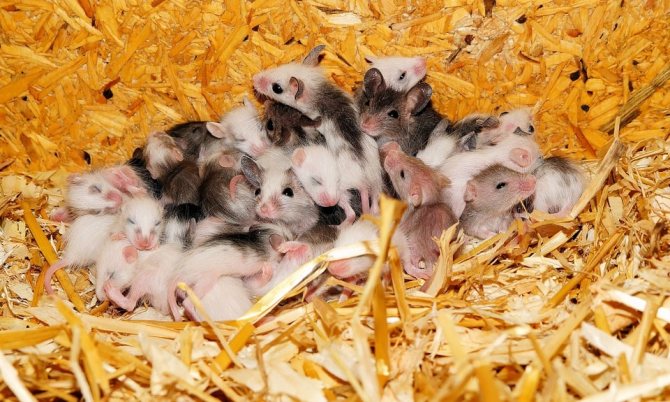 Как да се отървете от мишки в къщата с народни средства