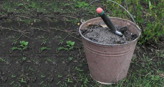 كيفية التخلص من الديدان الخيطية في التربة. الديدان الخيطية