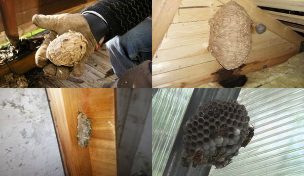Cara menyingkirkan tawon di balkoni: cara berkesan