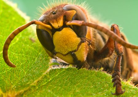 Wie man ein Wespennest für immer loswird und nicht selbst an rachsüchtigen Insekten leidet