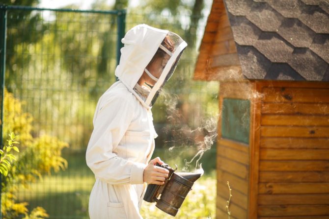 Cum să scapi de un cuib de viespe pentru totdeauna și să nu suferi tu insecte răzbunătoare