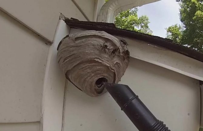 How to get rid of a wasp nest forever and not suffer from vengeful insects yourself