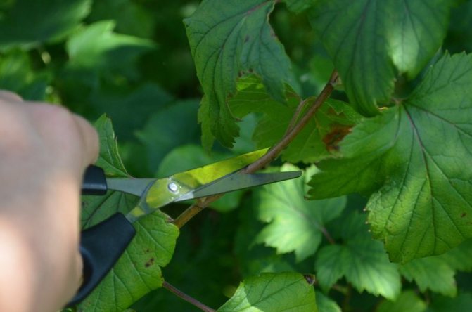 Hur man kan bli av med en njurmider på vinbär på hösten. De bästa lösningarna