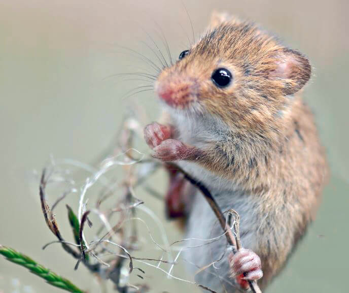 كيفية التخلص من الفأر في الحديقة