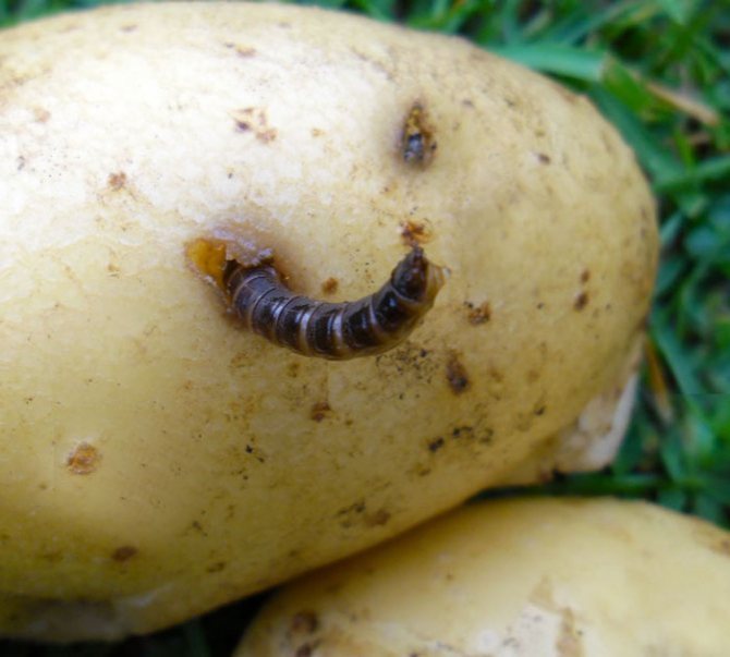 How to get rid of a wireworm in a potato patch