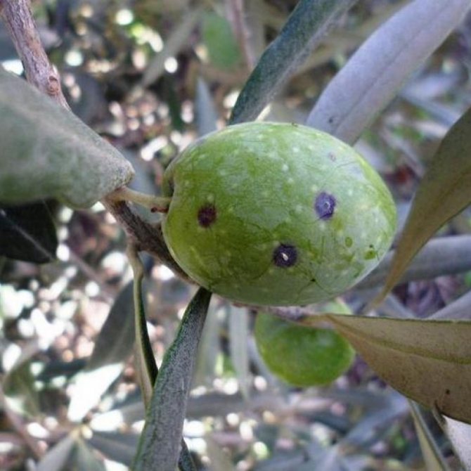 How to get rid of the scale insect. Pest classification and photos